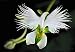 Dove/Egret Flower showy/rare, White(5 seeds)