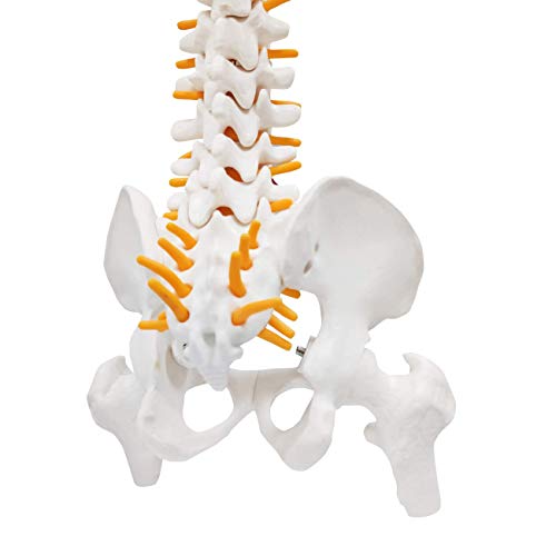 Image of 15.5 inch Mini Human Spine Model, Bendable Spinal Cord with Herniated Disk, Nerves, Arteries, Pelvis, and Femur Stumps, for Medical Students and Chiropractors, Includes Stand