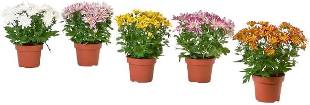 Margaritas Crisantemo | Pack 5 Plantas | Flores Naturales | Inter...