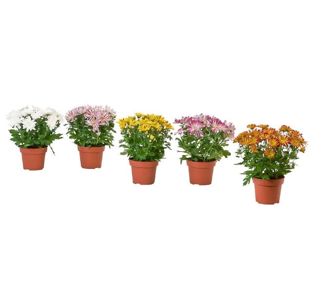 Margaritas Crisantemo | Pack 5 Plantas | Flores Naturales | Interior y Exterior | Plantas con Flor para Casa, Terraza y Jardín
