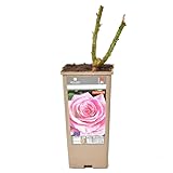 DECOALIVE Rosal Meilland Rosa Planta Natural de Exterior Rosal Arbustivo