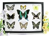 32,5 x 25 x 2 cm asiahouse24 9 véritables papillons exotiques dans un cadre photo Tableau d\'affichage Blumei Entomologie Taxidermie (B 14)