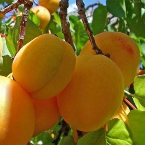 Muda Frutífera de Pêssego Precocinho Enxertado