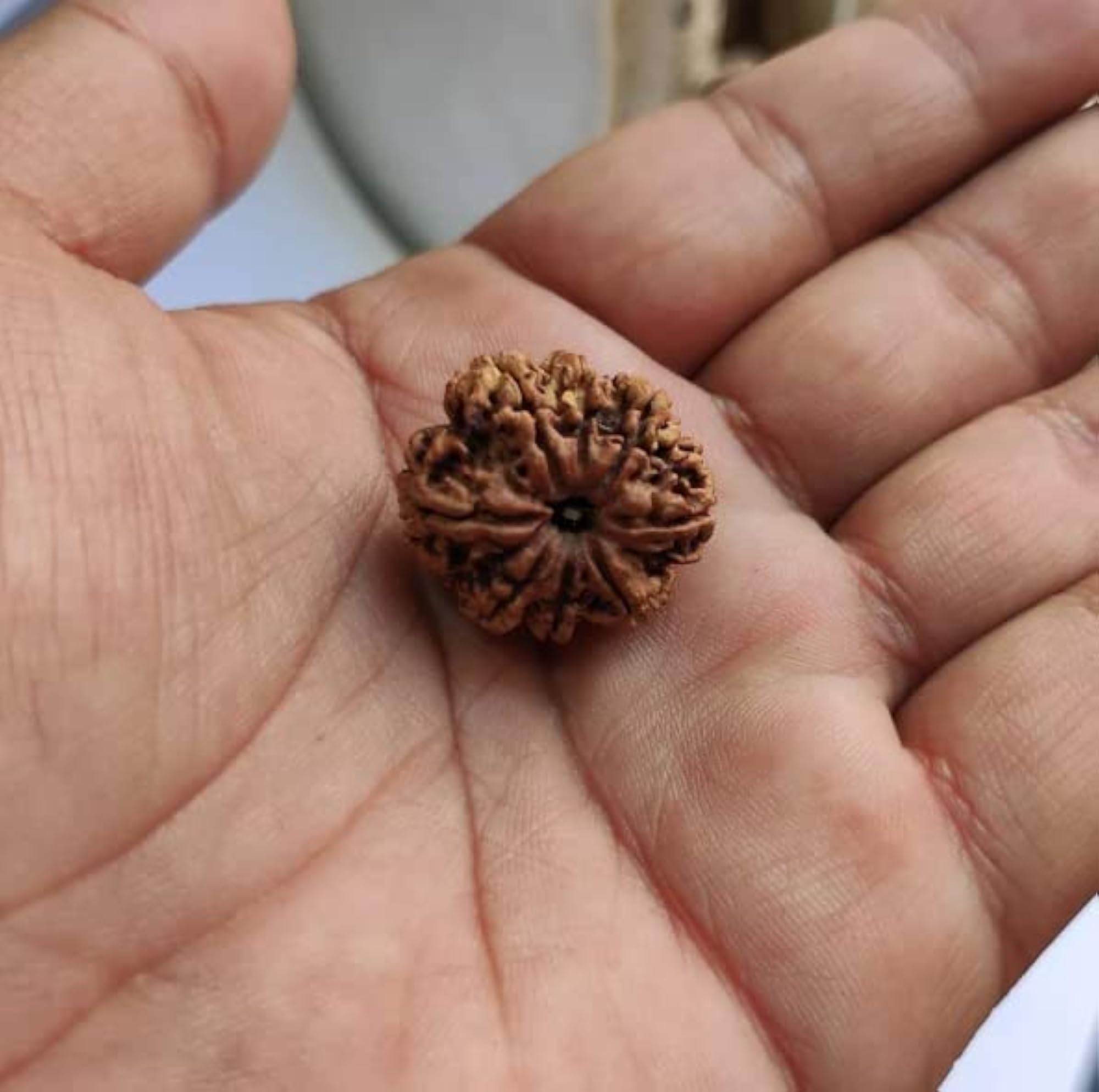 9 Mukhi Rudraksha, IGL Certified Natural Bead