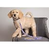 Pets First NFL Licensed Baltimore Ravens Pet Leash, Size Medium Durable Satin Dog & Cat Walking Strap and Pet Tether with Embroidered Team Name & Logo