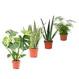 costilla de adan planta fruto Miden entre 30 y 50cm. DECOALIVE Set Plantas Interior Naturales: Costilla de Adán (Monstera Deliciosa) Planta Serpiente (Sansevieria) Aloe Vera (Aloe Barbadensis) Esparraguera (Asparagus Plumosus)