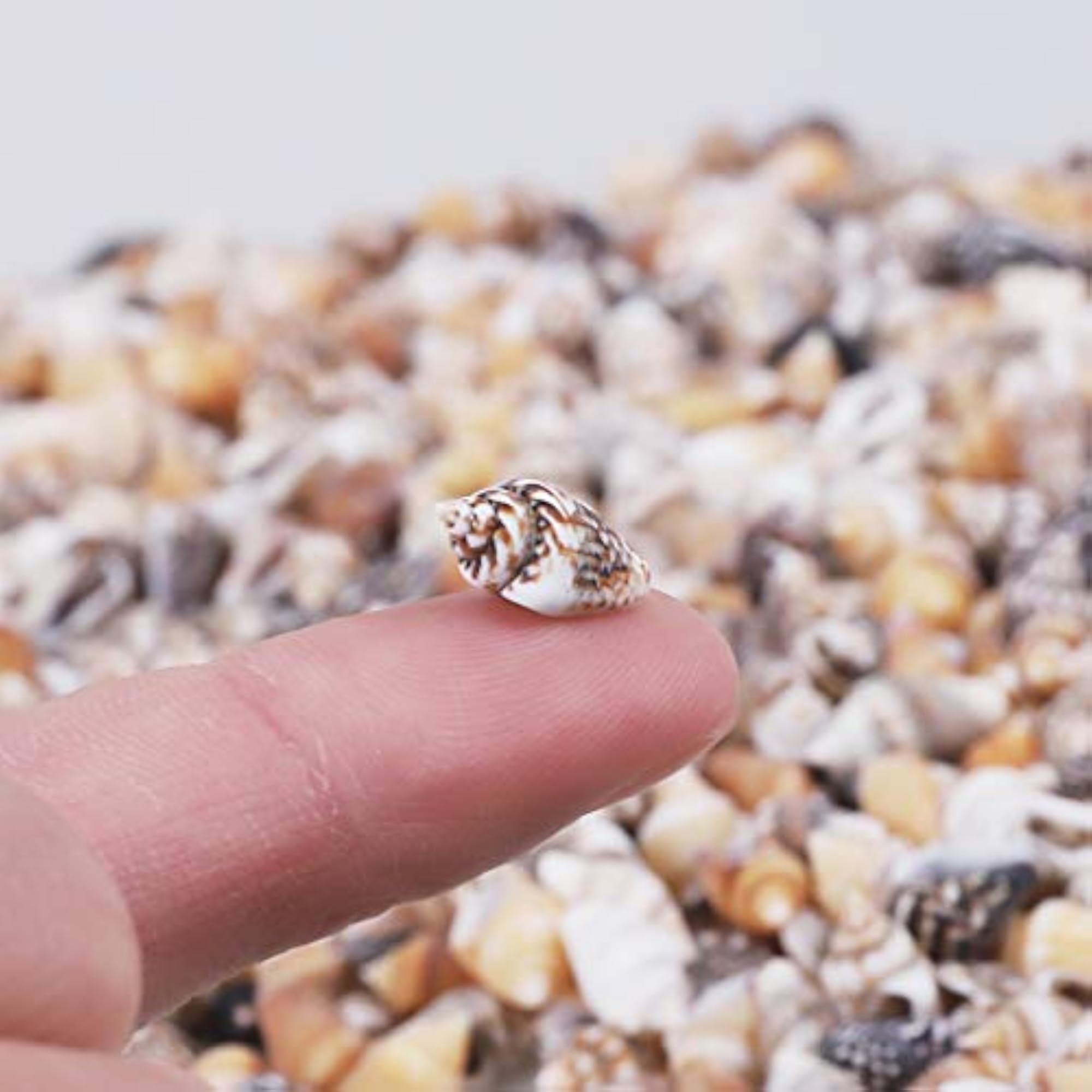 Tiny Mini Sea Shells for Crafting and Home Decorations (2000 PCS)