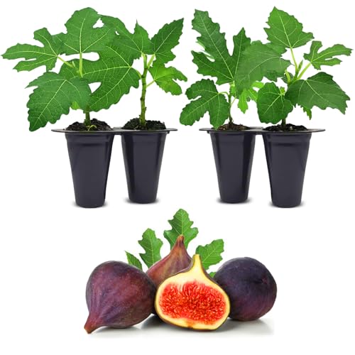 Violette de Bordeaux Fig Trees Live Plants – Set of 4 Starter Fig Plants – Compact,...