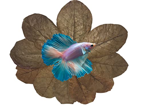 Image of Awesome Aquatic Catappa Indian Almond Leaves, 10 Count, 4-6 Inch | Natural tannins • Blackwater conditioning • Betta & shrimp habitat • Water enrichment