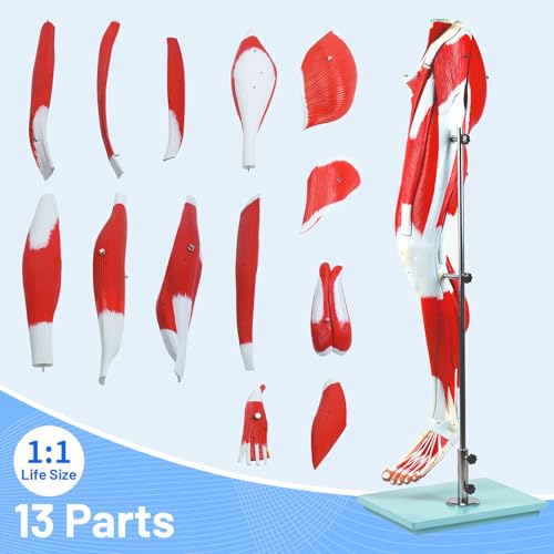 Image of JNMFTD Human Leg Muscles Anatomy Model, 45in Life Size 14 Parts Lower Limbs Removable Arteries Nerves Bones Veins Tendon Foot with Product Manual Wooden Base for Study Teaching Medical Educational