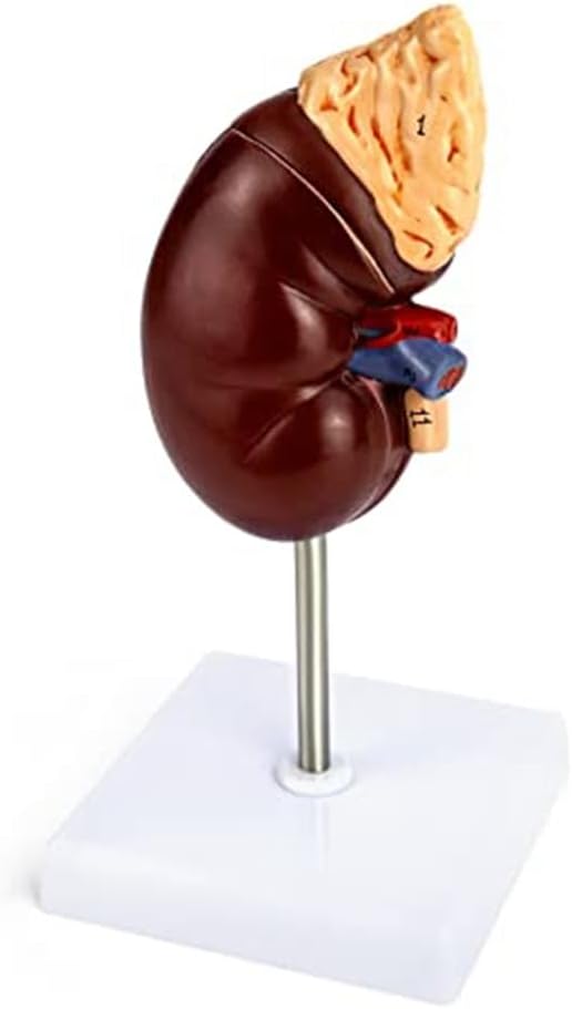 Kidney Model 2 Parts Showing Internal Structure A Kidney Human Anatomy Replica for Doctors Educational Tool