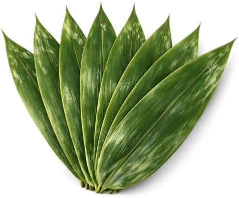 Sushi Bamboo Leaves – Natural Whole Bamboo Leaf Sheets for Sushi ...