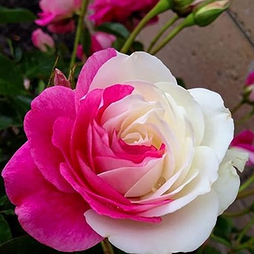 PERZOE 50 Piezas de Semillas de Rosas Blancas Rosadas, decoración de bonsái de jardín de balcón perenne de Flores