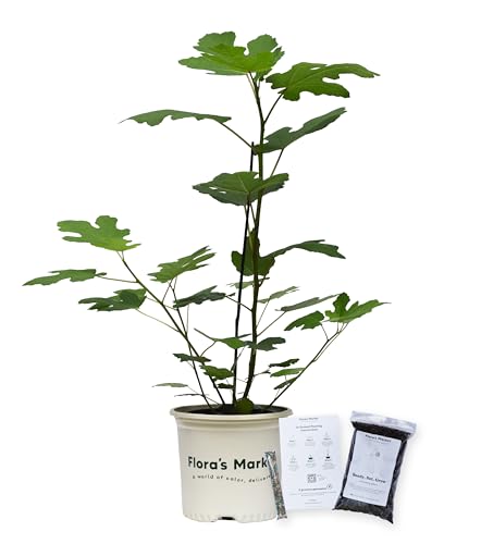 Chicago Hardy Fig - Includes Planting Kit (1 Gallon)