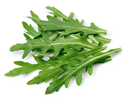 Rocket Plants, 12 x Full Plant Pack, Fresh Salad, Vegetables, Salad Plants, Rocket, Lettuce, Lettuces, Garden Ready, Premium Quality Salads