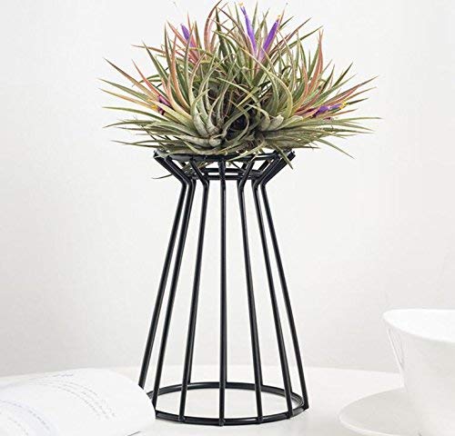 UNFAIRZQ Supporto per piante ad aria, in metallo, geometrico, in ferro, per tillandsia, decorazione artistica per casa, giardino, ornamento per tillandsia