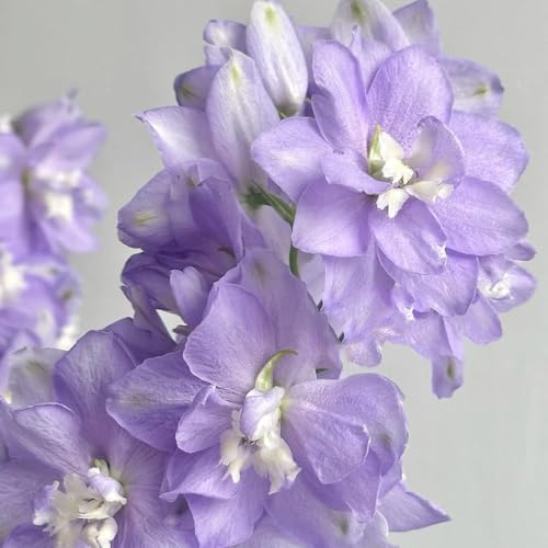 Semi di delphinium Annuale, resistenti per il giardino Consolida ajacis - semi esotici da balcone resistenti rare da giardino 30pcs