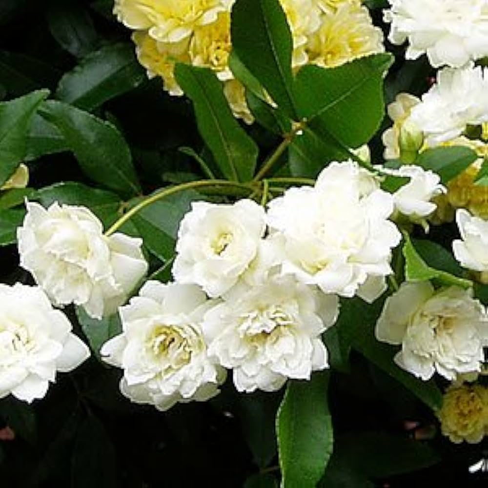 3155 白バラ Amazon | 白い木香バラ(シロモッコウバラ) ポット苗 | 花