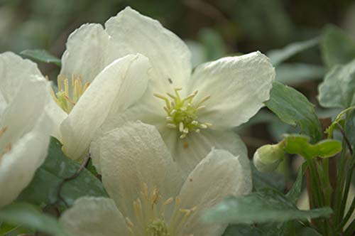 Clématite cireuse cirrhosa Jingle Bell's