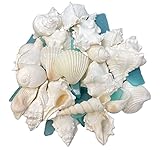 Tumbler Home White Sea Shell Mix with Aqua Sea Glass | Set Contains 1.5 lbs of Seashells and Seaglass | Beach Decor, Crafts, Wedding, Vase Filler