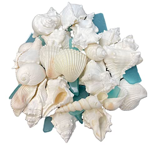 Tumbler Home White Sea Shell Mix with Aqua Sea Glass | Set Contains 1.5 lbs of Seashells and Seaglass | Beach Decor, Crafts, Wedding, Vase Filler
