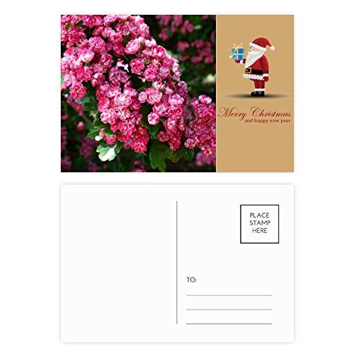 Cartes postales fleurs roses lot de 20 carte correspondance nature