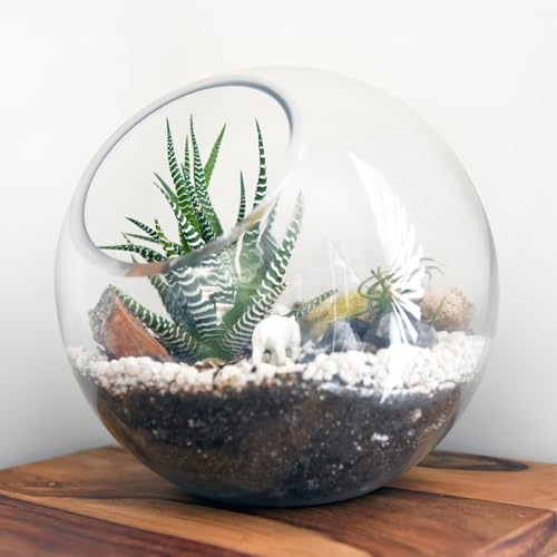 Image of balacoo 3 Pcs Glass Terrariums Bowl for Plants, Terrarium Jar for Air Plant Clear Globe Vase Glass Bowl for Home Desktop Decor | Modern slant-cut design adds elegance to home or office. Transparent glass displays succulents and moss for a stunning view.