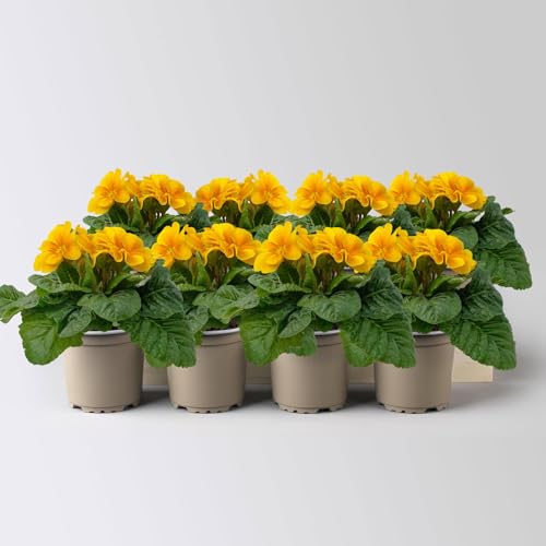 Primel dunkelgelb bis orange, Topf-Ø 10,5 cm, 8 Pflanzen