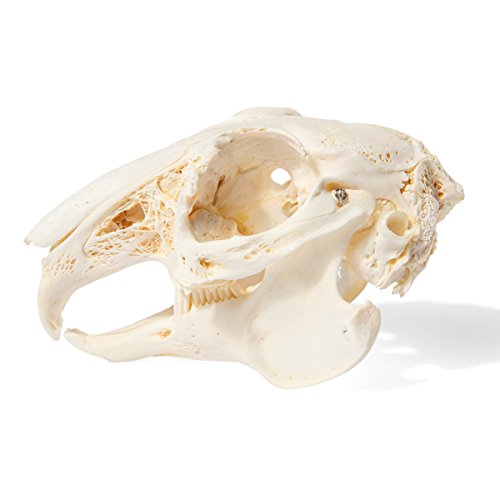 Image of 3B Scientific GmbH T300191 Rabbit Skull