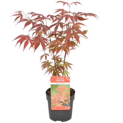 Bloomique - Acer palmatum Atropurpureum - Érable du Japon - Feuillage pourpre - Résistant au froid - 20-30 cm de Haut - Pot 10,5 cm
