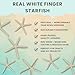 Starfish Decor - Star Fish for Craft - 6pk Real 3-4