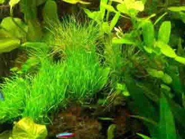 Premium Aquariumpflanzen Set für 600-800 l Aquarium