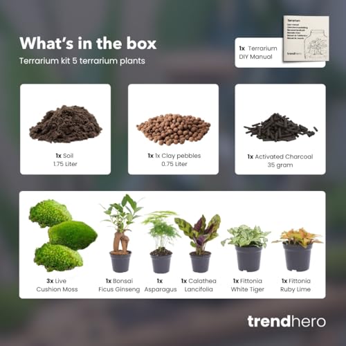 Foto von urbanjngl - Planten Terrarium Paket – 5 Terrarium Pflanzen, Nachfüll- & Startset für DIY Terrarium, Mini Ökosystem Pflanzen, ideal für Innenräume, pflegeleicht und dekorativ