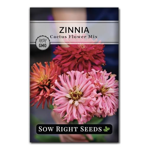 Sow Right Seeds - Zinnia Cactus Flower Seeds for Planting