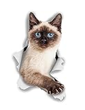 Winston & Bear 3D Cat Stickers - 2 Pack - Breakout Siamese Cat Decals for Wall - Stickers for Bedroom - Fridge - Toilet - Room - Retail Packaged Blue-Eyed Siamese Cat Stickers