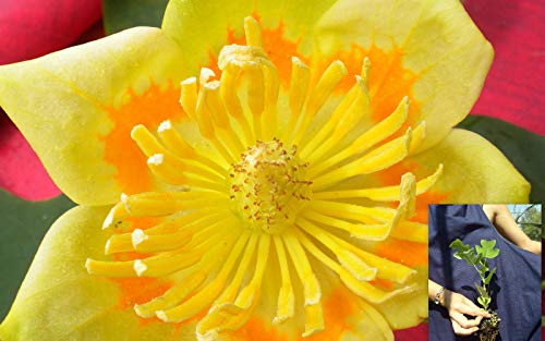 Portal Cool Alv Liriodendron tulipifera Tulip Tree Albero dei Tulipani Della pianta