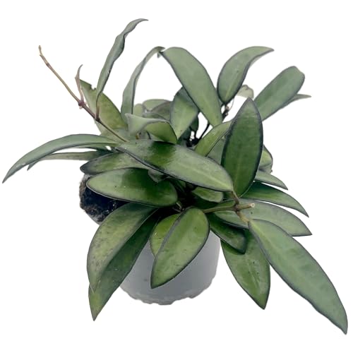 Fangblatt - Hoya carnosa rosita Gr. M - Porzellanblume/Wachsblume - pflegeleichte Zimmerpflanze für...