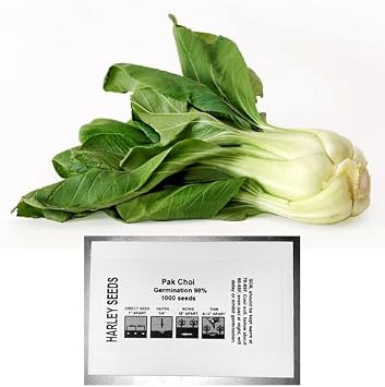 1000 Canton Pak Choi Bok Choy Chinese Cabbage Seeds Heirloom Non-GMO