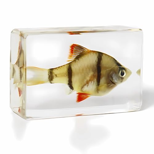 Image of Taxidermy Fish 7pcs, Real Sea Oceans Animals Fish Specimens in Resin Preserved, Clear for Closer-Look & Study, Science Educational Classroom Specimen for Home Office Ornament Gift (1.8x1.2x0.7-inch)