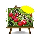 EURO PLANTS VIVAI Cereza agria Montmorency Planta autofértil Fruta antigua Árboles frutales Altura: 150 ~ 170 cm Edad: 2 años Jarrón: Diámetro 20 cm