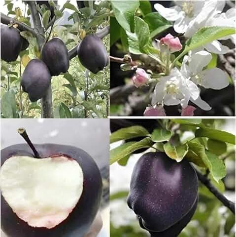 BHUMI ENTERPRISE Expensive Black Diamond Apple Grafted Live Plant,Very Sweet "Rare Variety" Suitable for Hot & Cold Climate Grafted (Fruit After 1 Year)-image-11