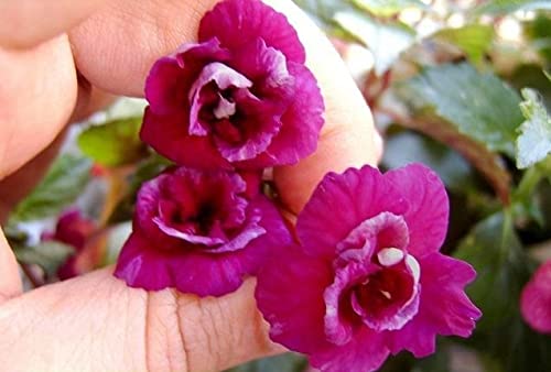 See full amazon price history chart for Ritz Farming Imported Achimenes Double Mix Colours Flowers Bulbs For Home Garden (Pack of 4 Big Size Flowers Bulbs) Ritz Farming Imported Achimenes Double Mix Colours Flowers Bulbs For Home Garden (Pack of 4 Big Size Flowers Bulbs) (B09KXVMXPV) Amazon Price History, Amazon Price Tracker