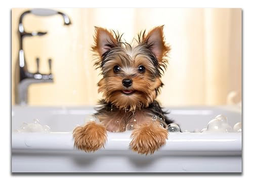 DARO Design - Toiletten-Bild auf 6mm HDF 70x50 cm Hunde-Welpe Yorkshire Terrier in der Badewanne - Wand-Deko Bilder Lustiges Geschenk