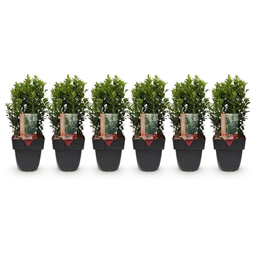 GreenboutiQ - Plantes de haie - Euonymus japonica Green Spire - feuilles vertes - 6 plantes - 1 mètre linéaire - persistant - pot de 17 cm hauteur 40 cm