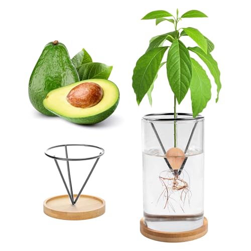 Kit per la germinazione delle piante, kit per la coltivazione di avocado, vaso per la coltivazione di avocado, base in legno, vaso per semi di avocado, vaso per piante in vetro, facile da usare come