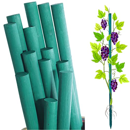Image of BLOOMAX Hardwood Plant Support Sticks, Lengths-3 ft, Pack of-12 pcs- with Free Twist Ties (12 Sticks 3 Ft(L-90 CM, Dia-10 mm))