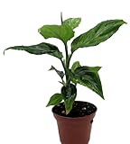 Bicolor Chinese Evergreen Plant - Aglaonema pictum - 2.5' Pot