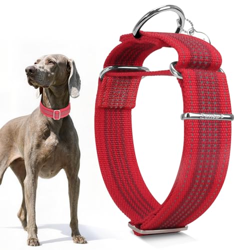 Dazzber 4cm Martingale-Hundehalsband, ausbruchsicher und rutschfest, extra Starkes reflektierendes Nylon, Verstellbarer zweifarbiger Streifen für mittelgroße bis große Hunde