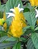 Golden Shrimp Plant, Yellow Lutea Shrimp Plant Starter Plant, Spectacular Flowering Plant