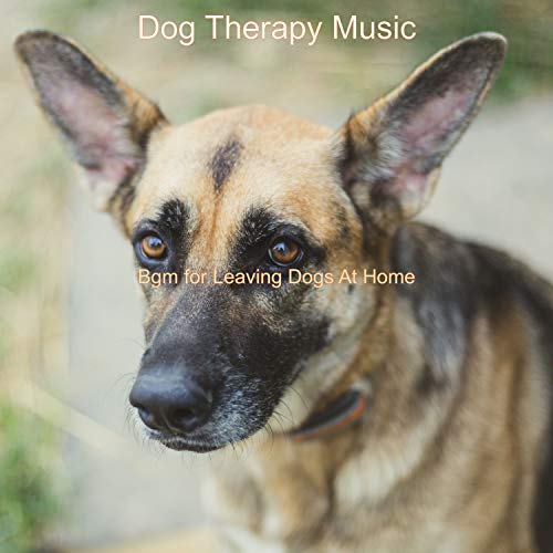 10 Best Dogs For Leaving At Home Reviews & Comparison Maine